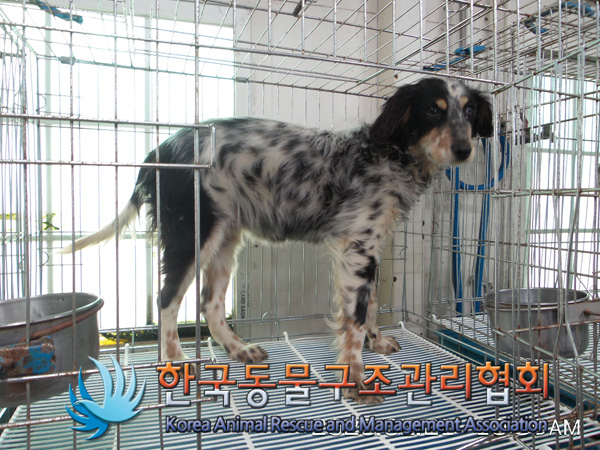 김포 사우동 아파트 안에서 오스트레일리안 셰퍼드 발견 구조